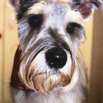 pepper1sthaircut