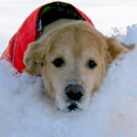 buddy_snow